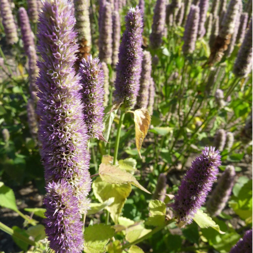 Agastache x rugosa Blue Fortune