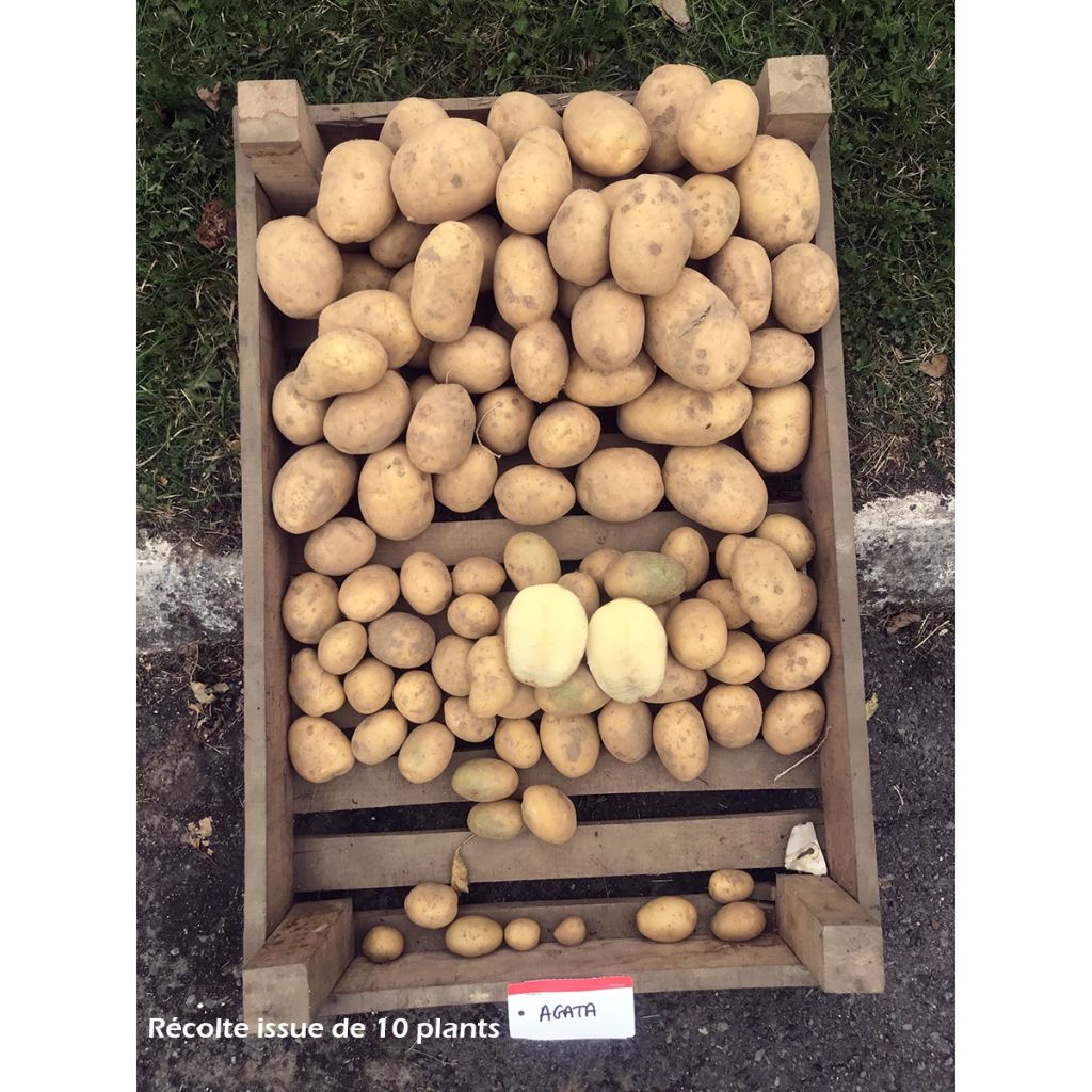 Potatoes Agata