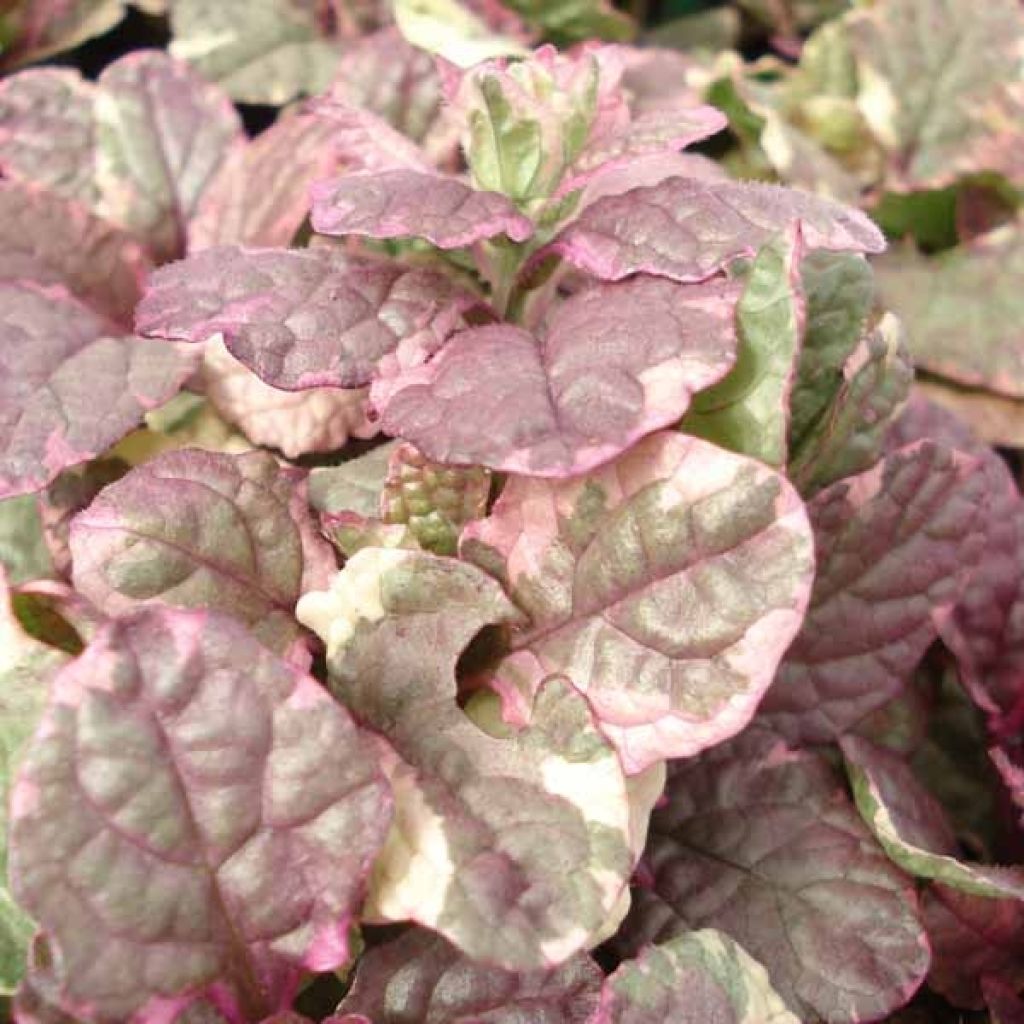 Ajuga reptans Burgundy Glow