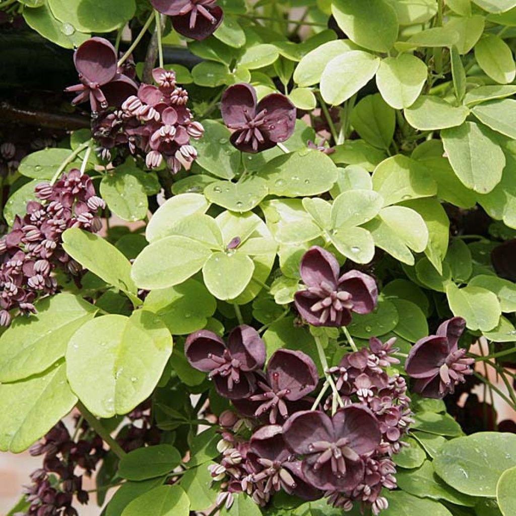Akebia quinata - Chocolate Vine
