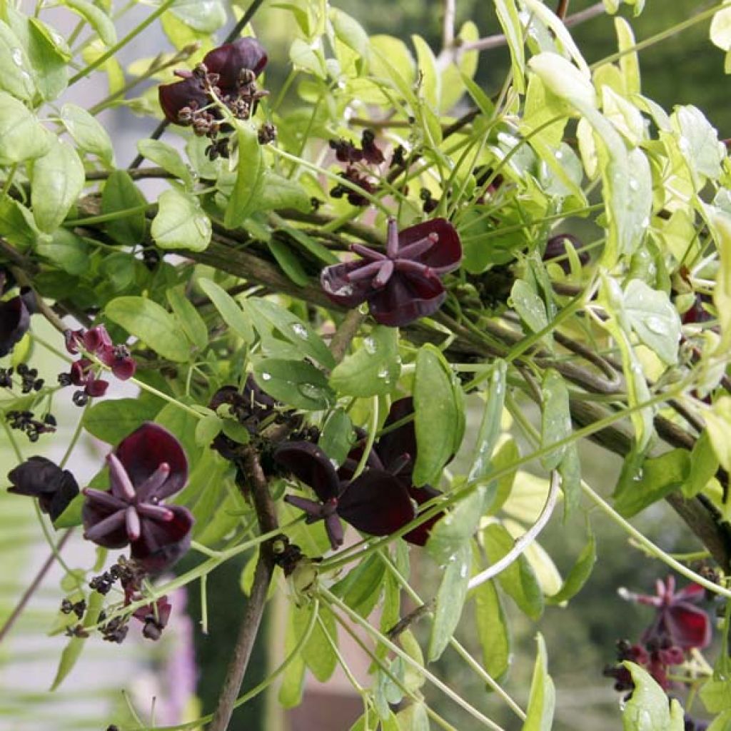 Akebia quinata - Chocolate Vine