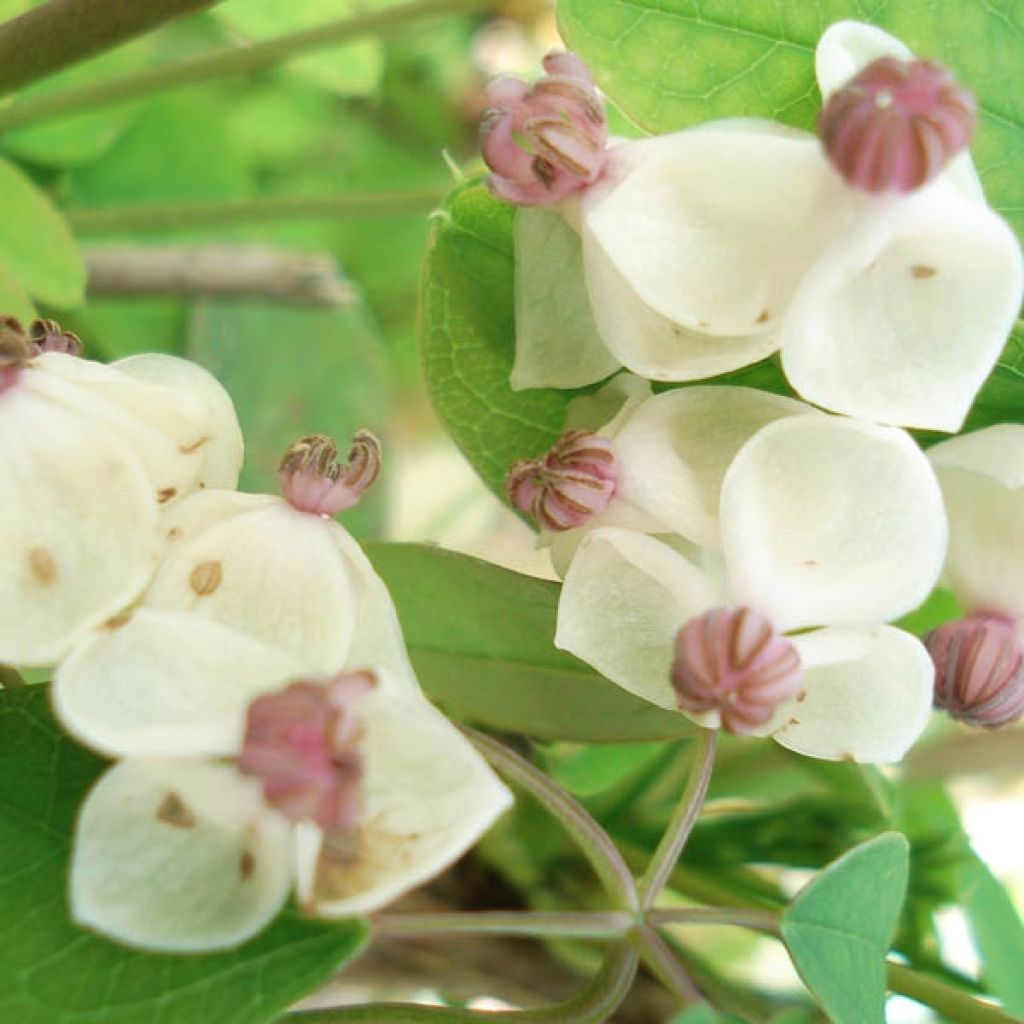 Akebia quinata Akebia Cream Form
