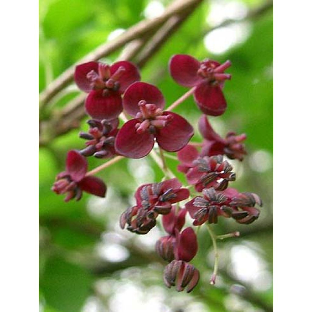 Akebia x pentaphylla 