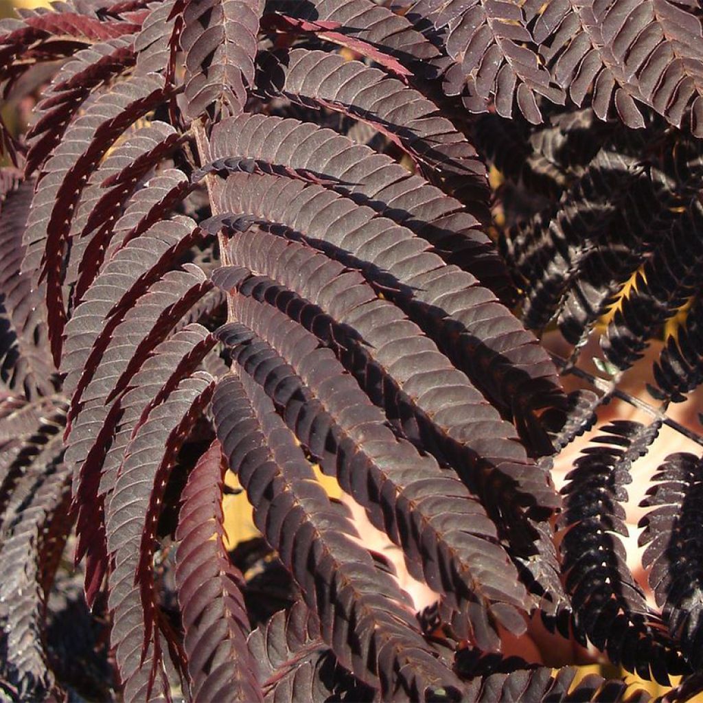 Albizia julibrissin Eveys Pride