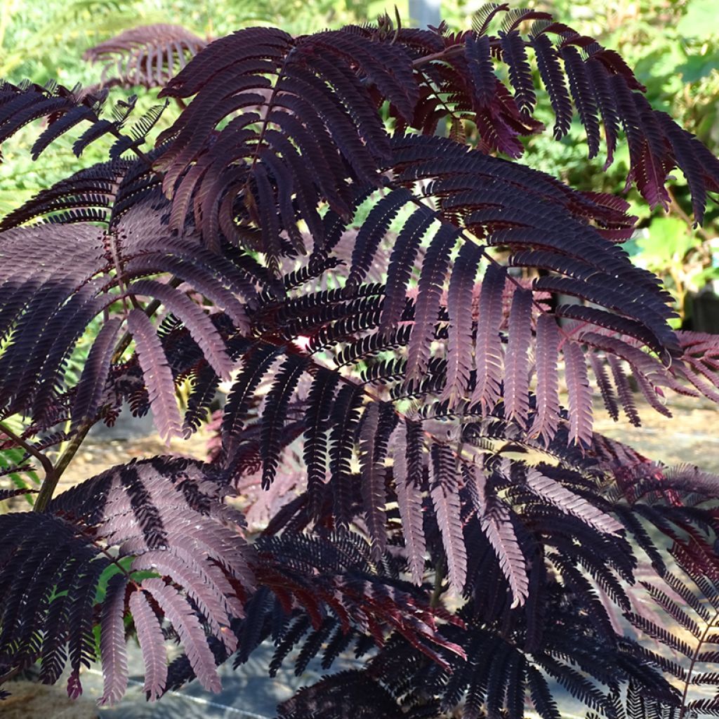 Albizzia julibrissin Summer Chocolate