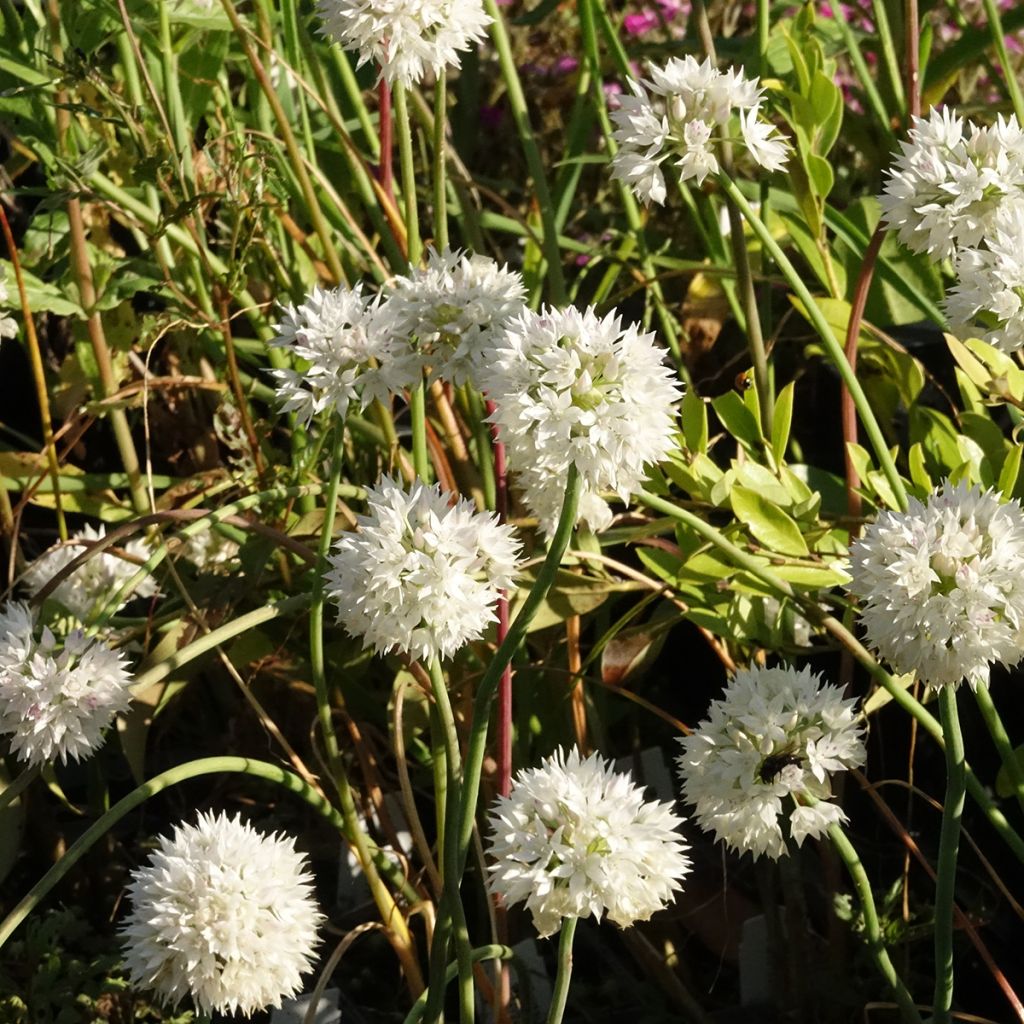 Allium amplectens Graceful