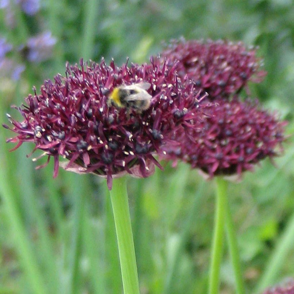 Allium atropurpureum