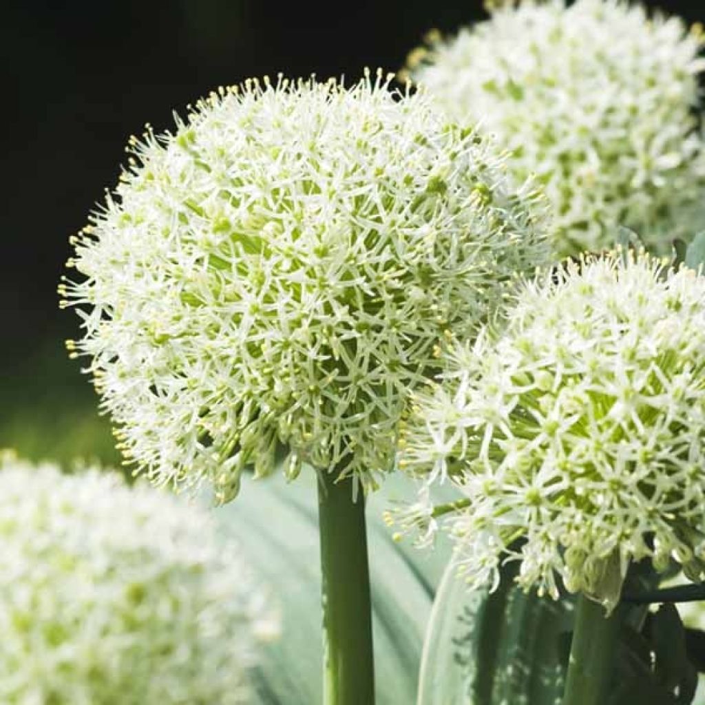 Allium karataviense Ivory Queen
