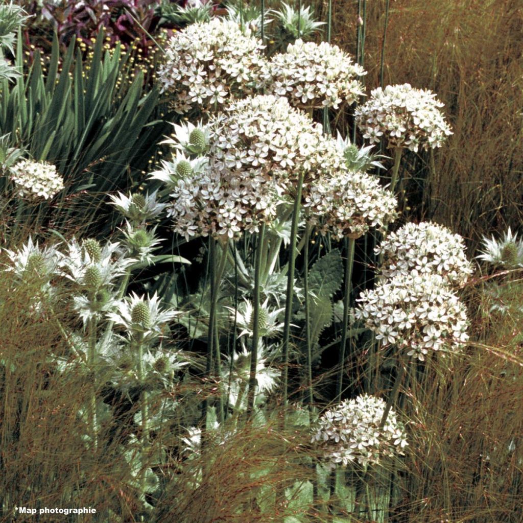 Allium nigrum subsp. multibulbosum