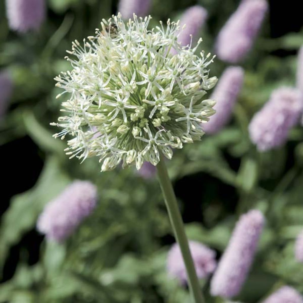 Allium stipitatum White Giant
