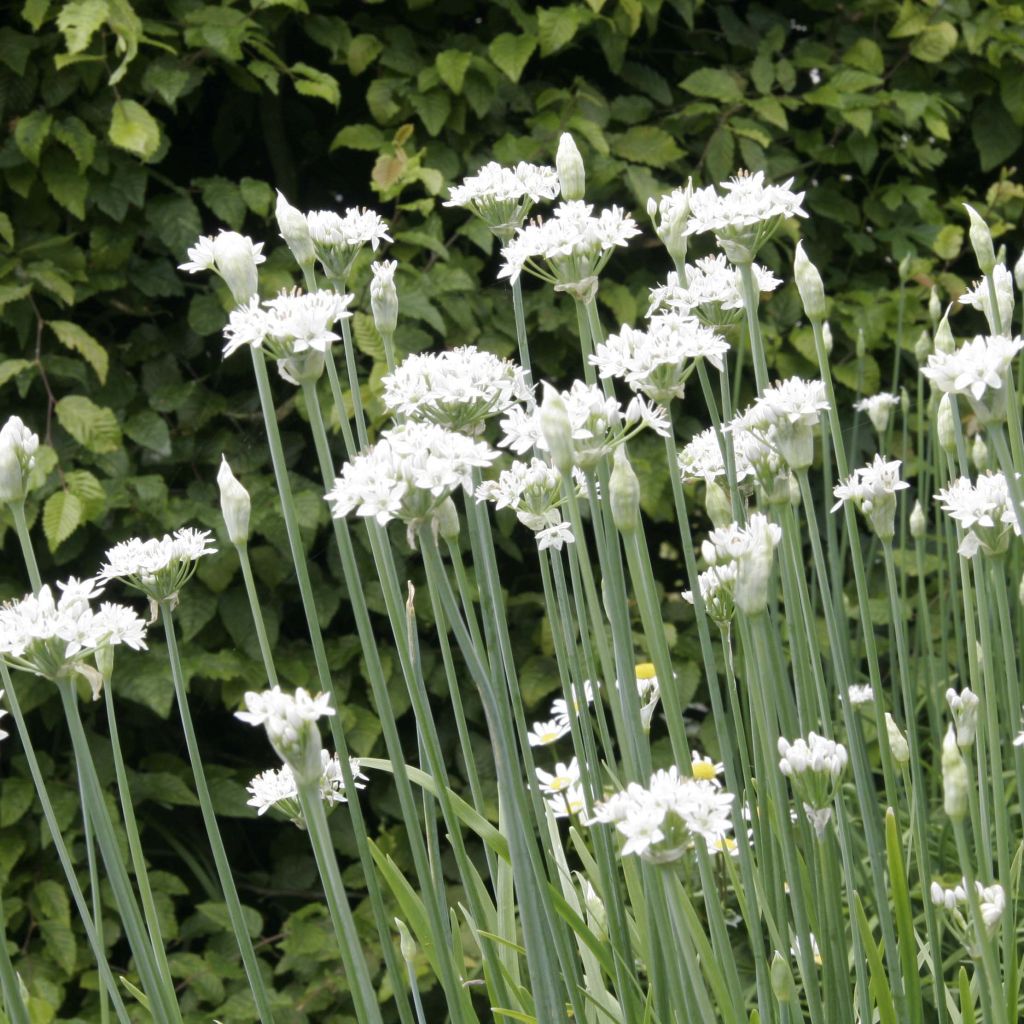 Garlic Chives - Allium tuberosum