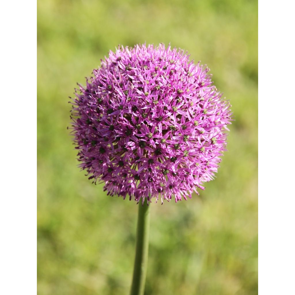 Allium Gladiator