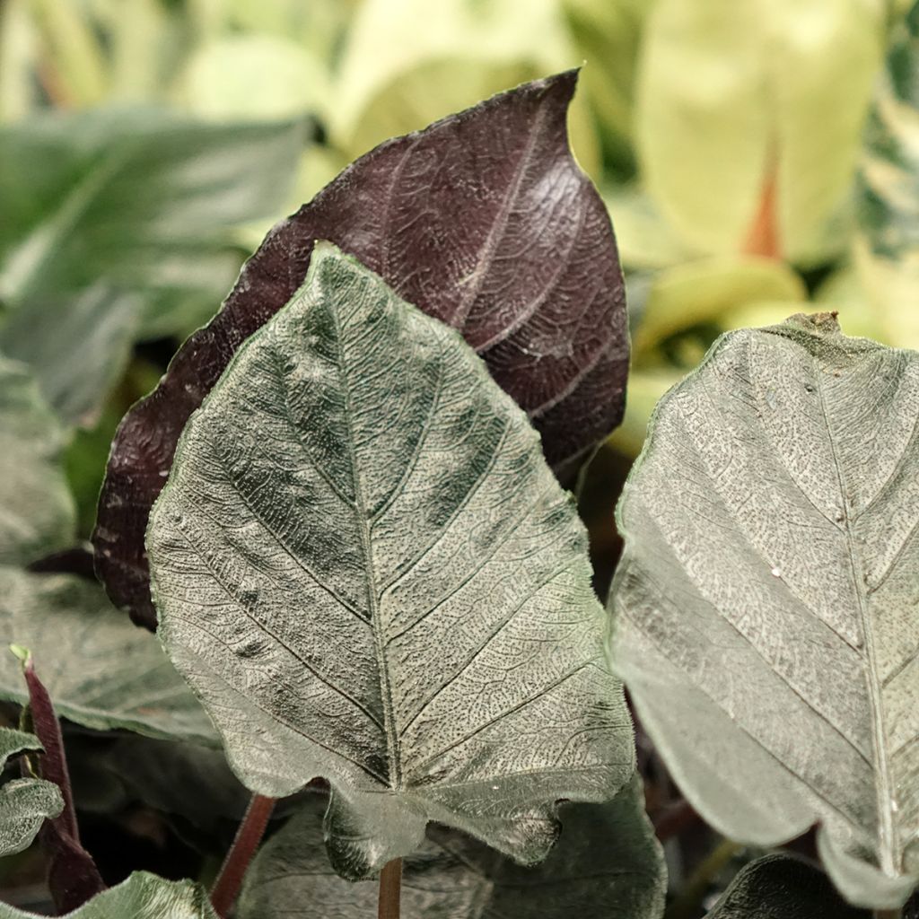 Alocasia Antoro Velvet - Elephant's ears plant