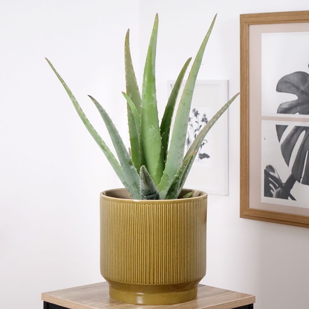 Aloe vera 