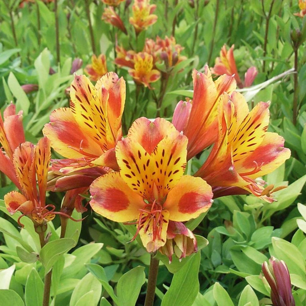 Alstroemeria  'Koexotica' INCA EXOTICA - Alstroemère Inca Exotica, Lys des Incas Inca Exotica