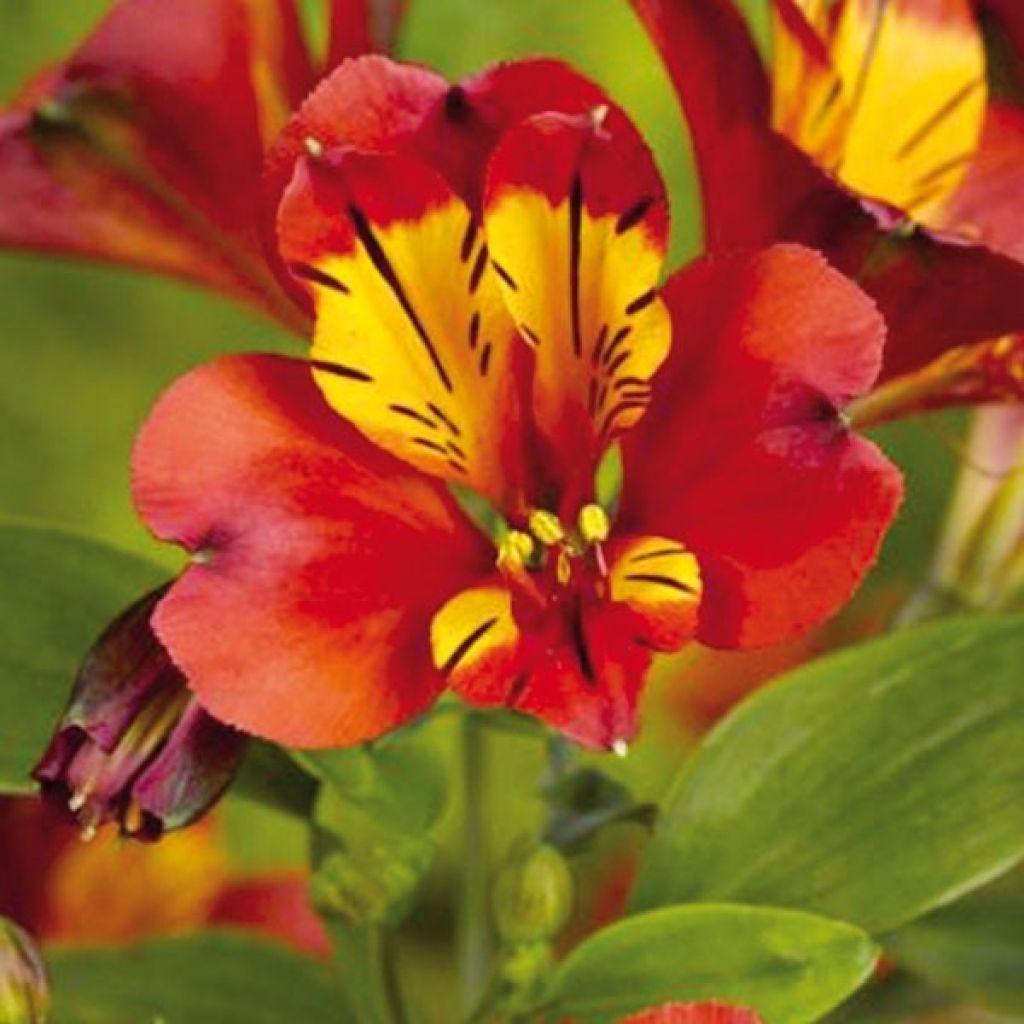 Alstroemeria  'Konpulse' INCA PULSE - Alstroemère Inca Pulse, Lys des Incas Inca Pulse