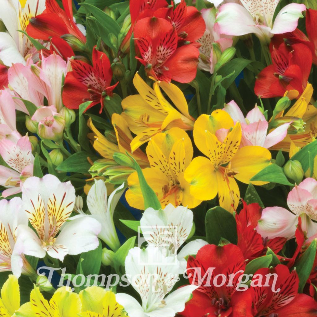 Alstroemeria Ligtu Hybrids - Peruvian Lily