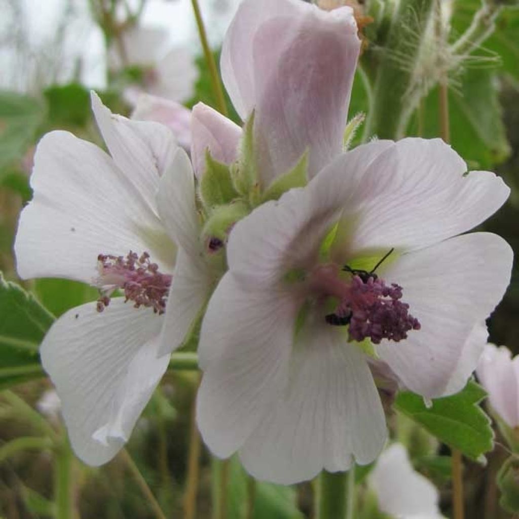 Althaea officinalis