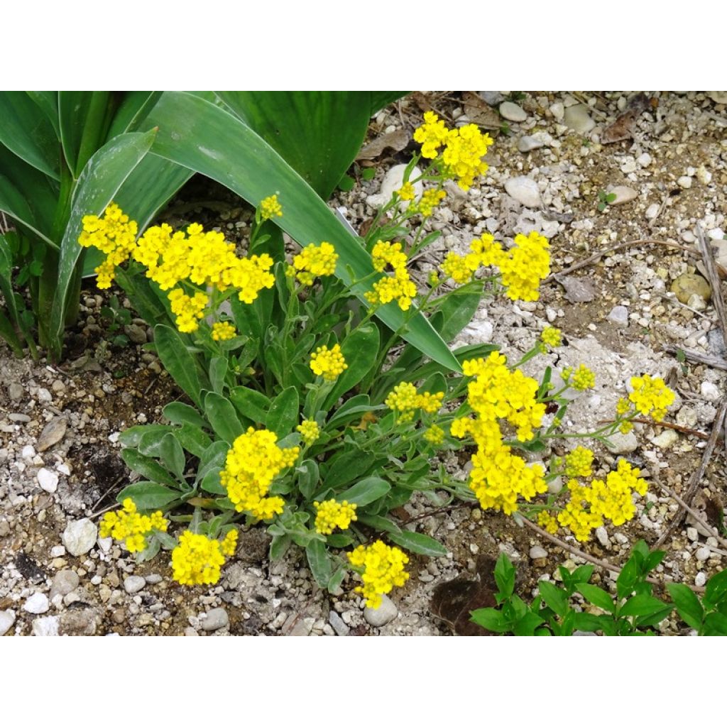 Alyssum saxatilis Goldkugel