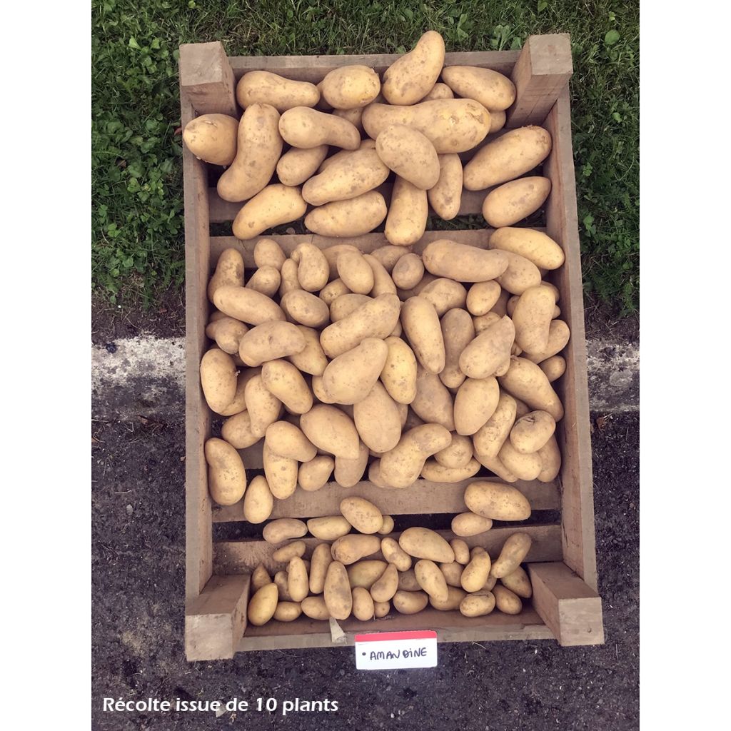 Solanum tuberosum 'Amandine'