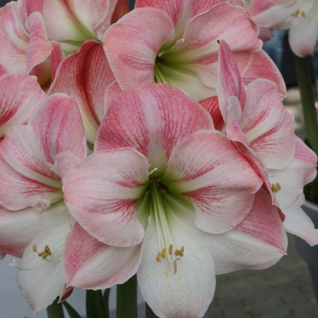 Hippeastrum Apple Blossom - Amaryllis