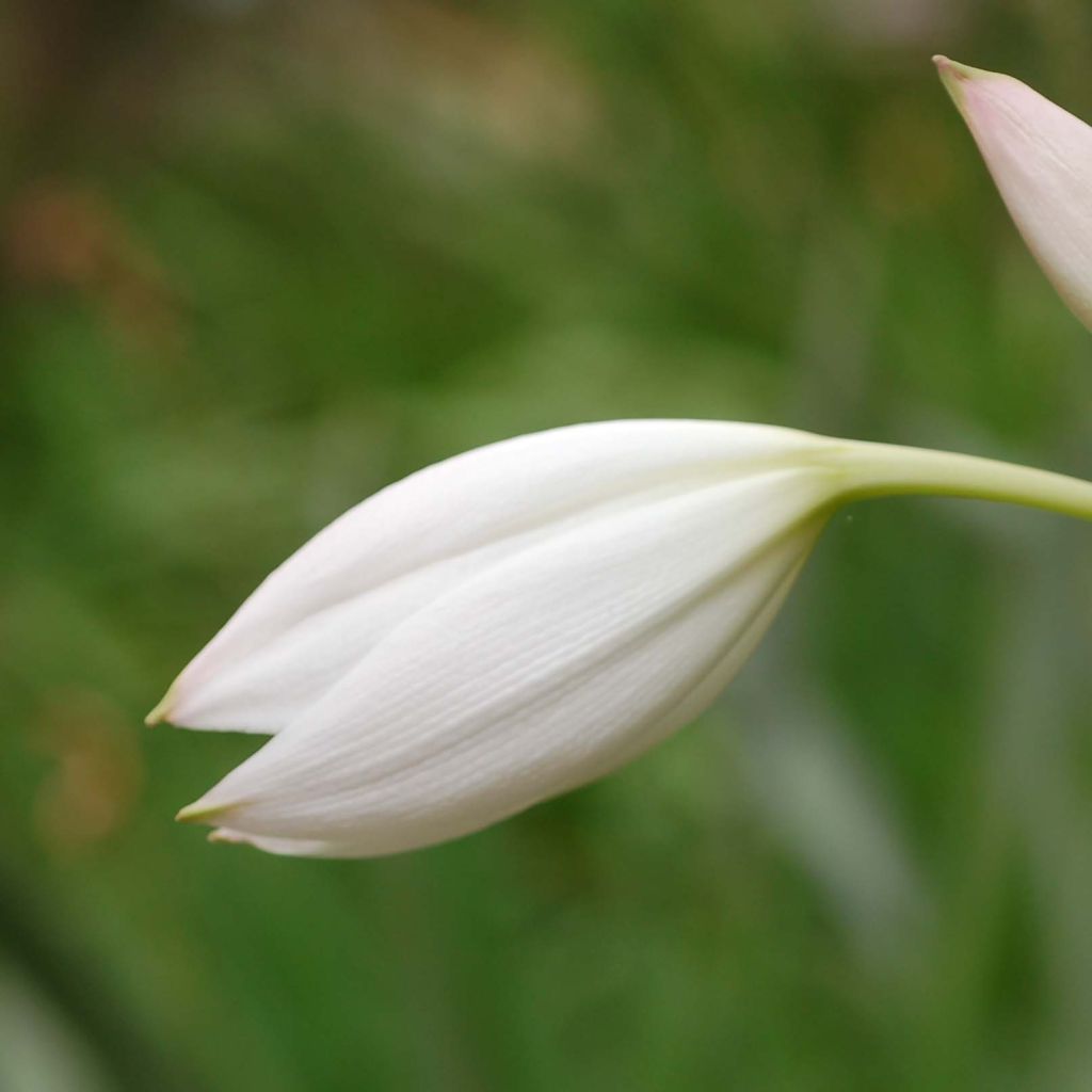 Amaryllis belladonna Alba