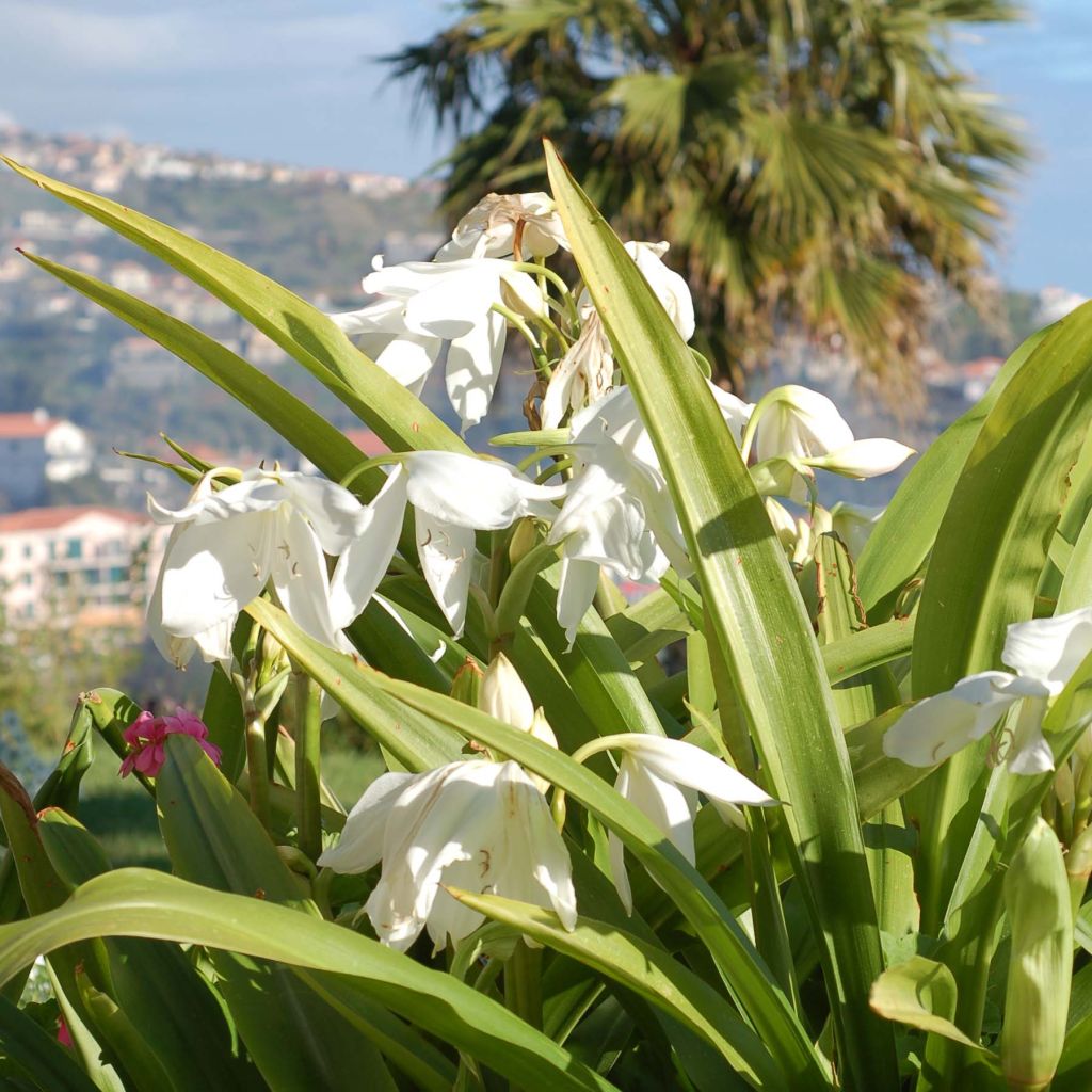 Amaryllis belladonna Alba