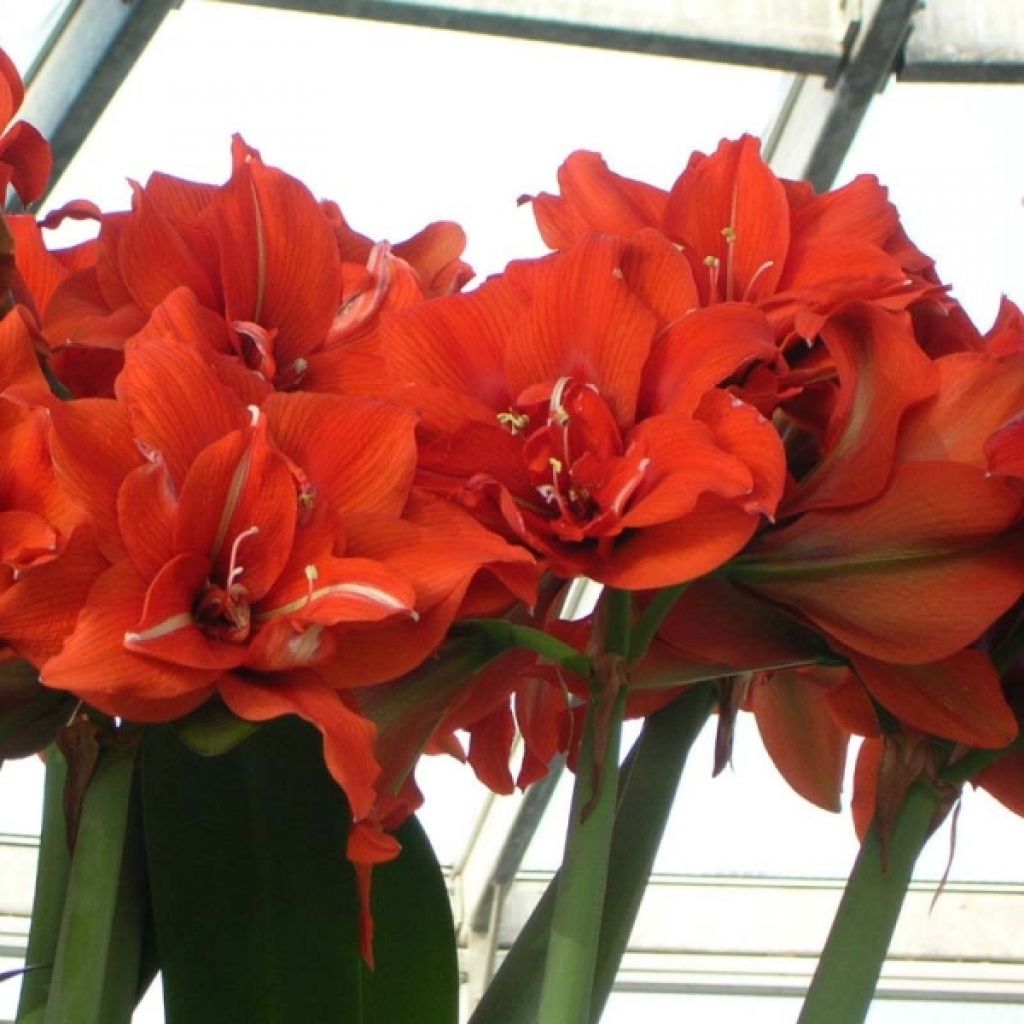 Hippeastrum Celica - Amaryllis
