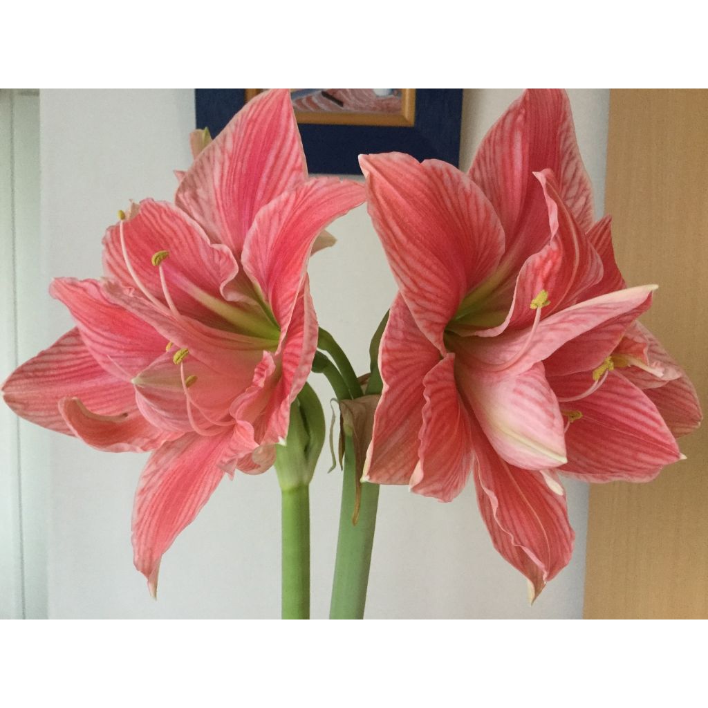 Hippeastrum Sweet Nymph - Amaryllis