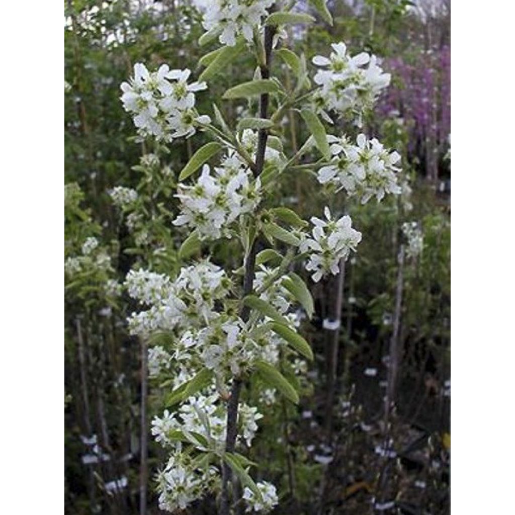Amelanchier canadensis Rainbow Pillar