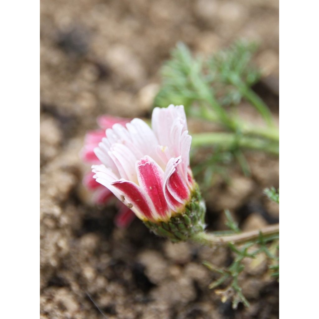 Anacyclus pyrethrum var. depressus
