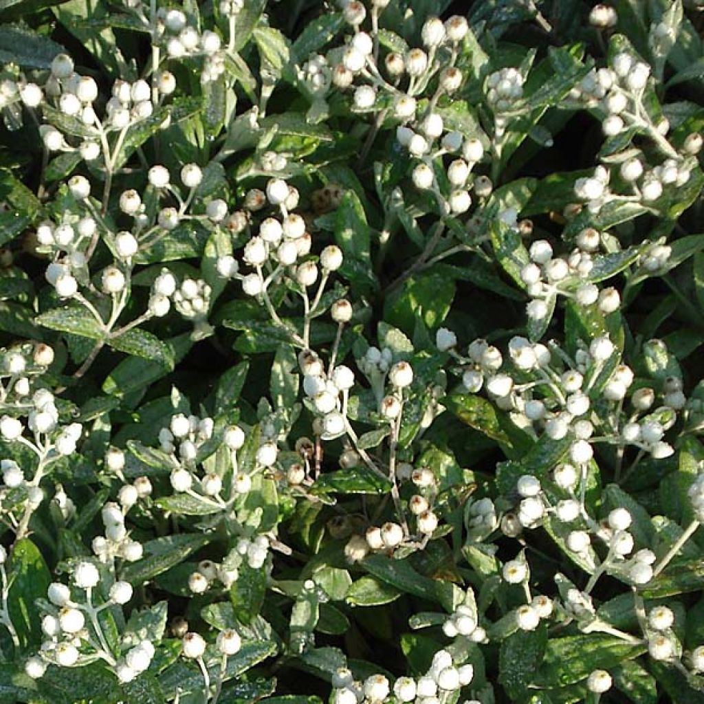 Anaphalis triplinervis