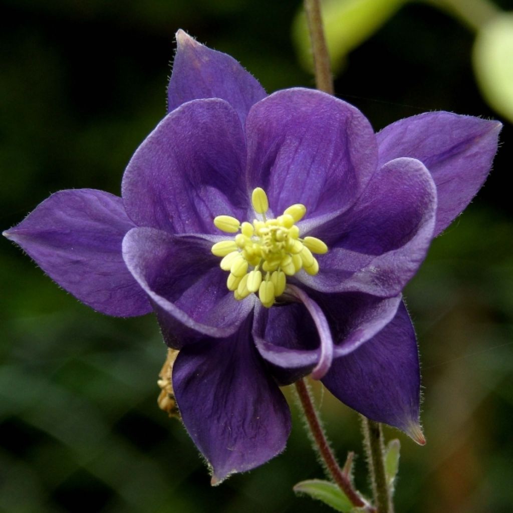 Aquilegia alpina - Columbine