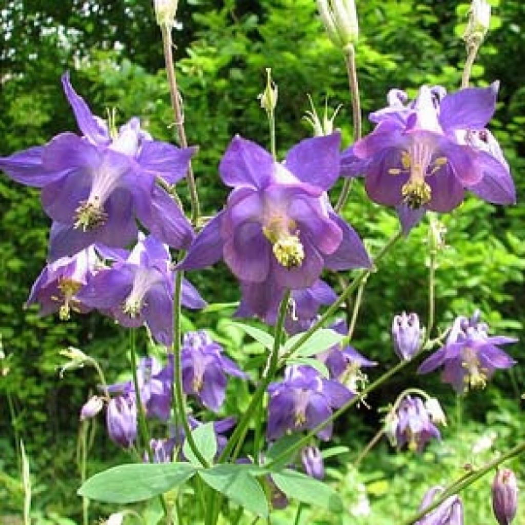 Aquilegia alpina - Columbine