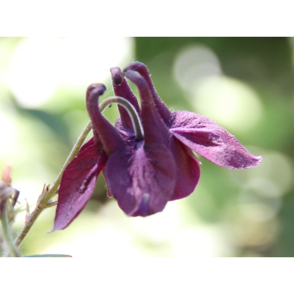 Aquilegia atrata - Columbine