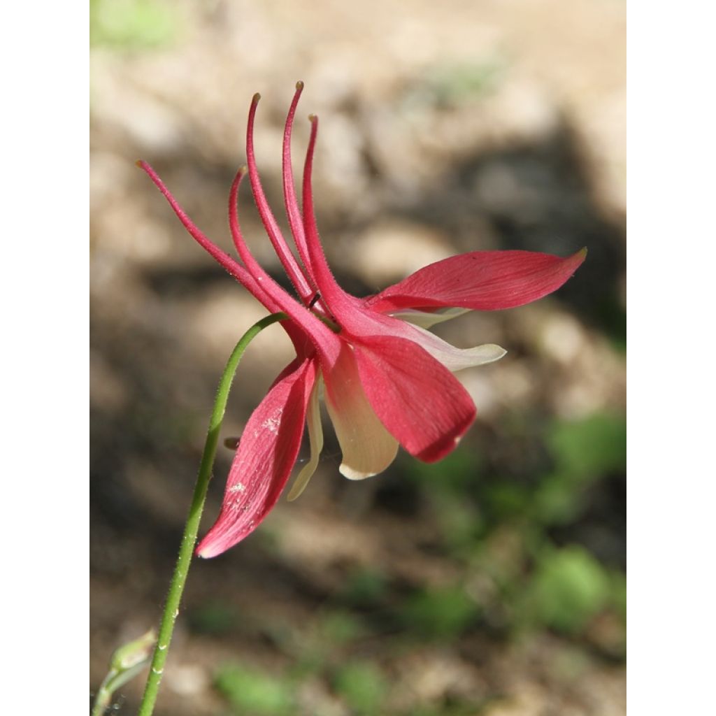 Aquilegia Crimson Star - Columbine