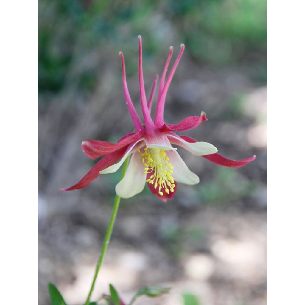 Aquilegia Crimson Star - Columbine