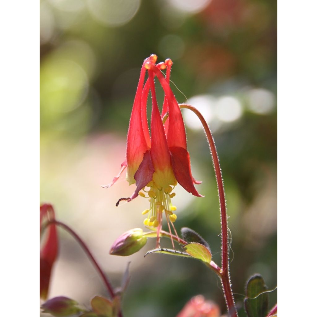 Aquilegia canadensis Little Lanterns - Columbine