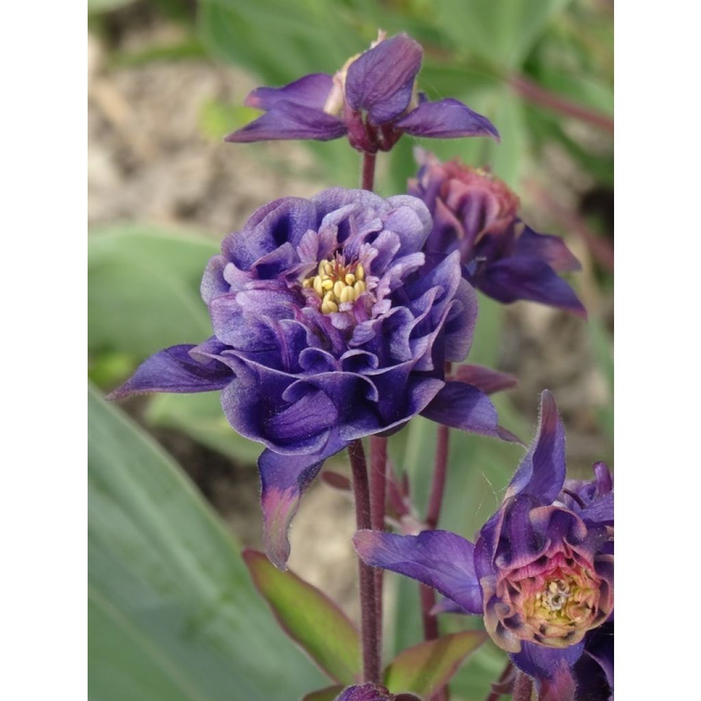 Aquilegia vulgaris Winky Double Dark-Blue-White - Columbine