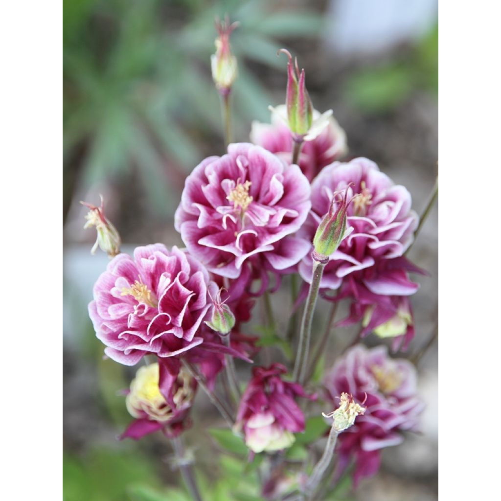 Aquilegia Winky Red-White - Columbine