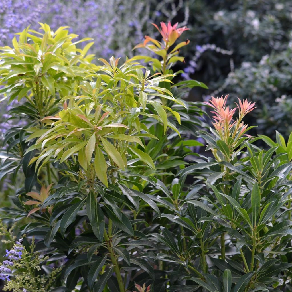 Japanese Andromeda - Pieris japonica Forest Flame