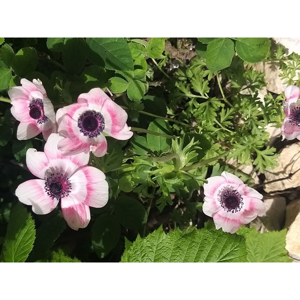 Anemone coronaria Bicolor