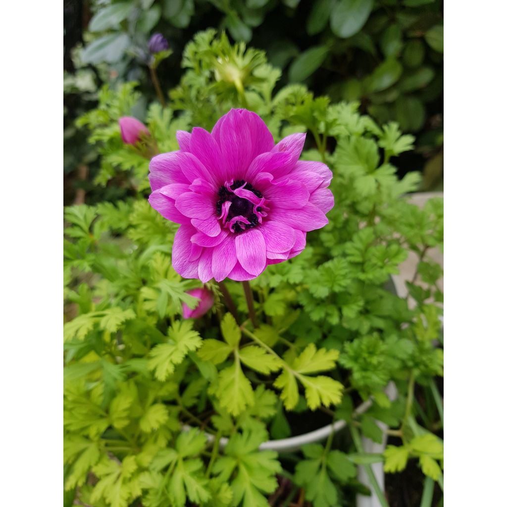 Anemone coronaria double Admiral