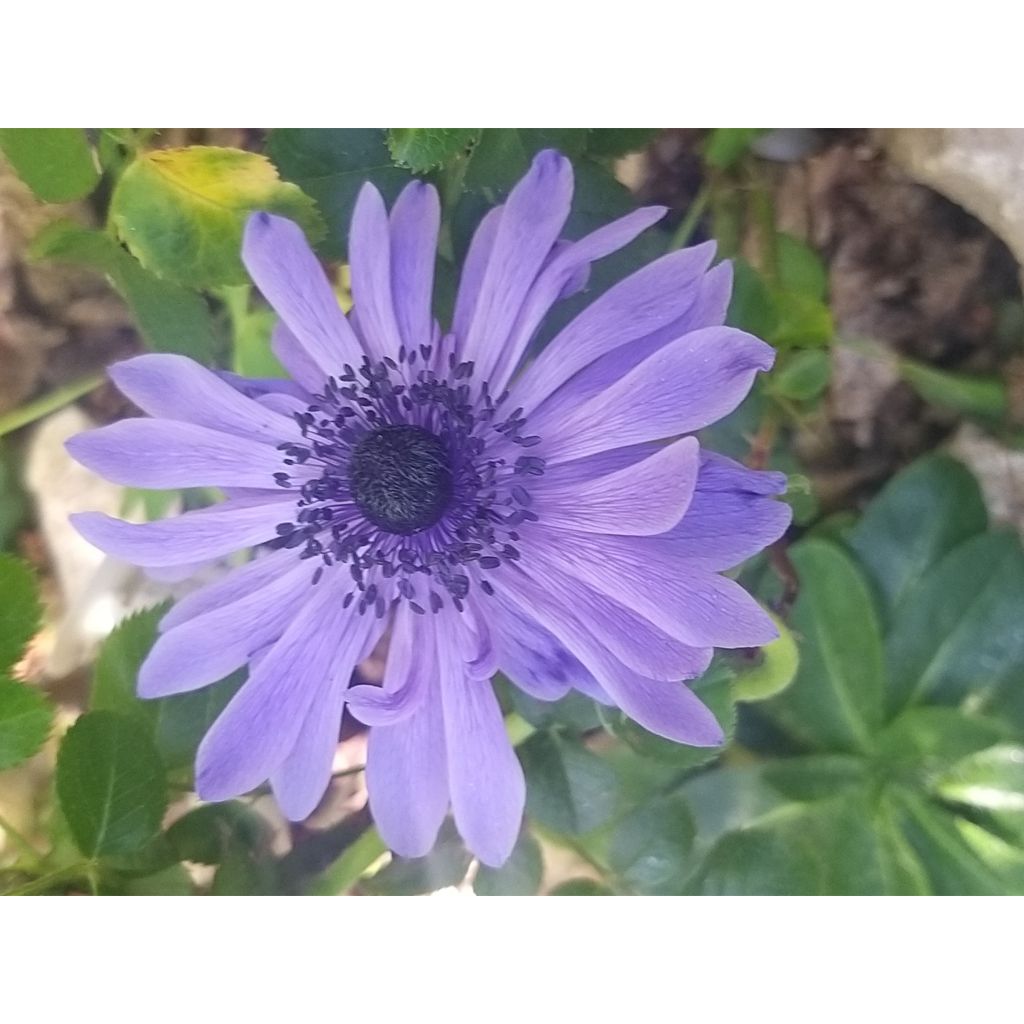 Anemone coronaria Lord Lieutenant
