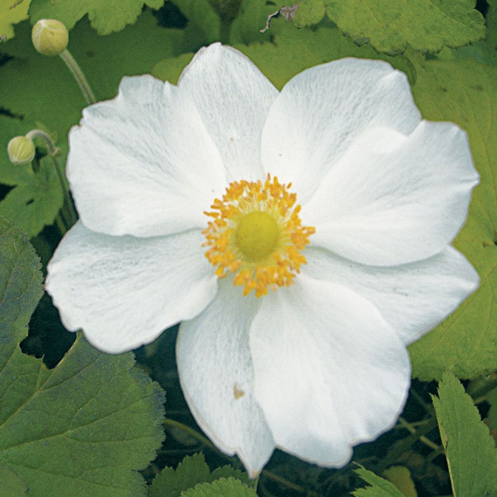 Anemone hybrida Honorine Jobert