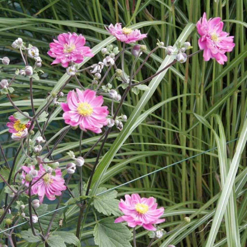 Anemone hybrida Serenade