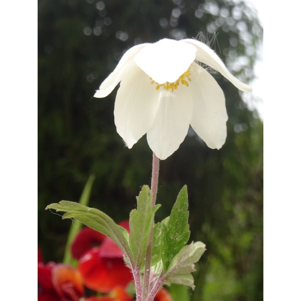 Anemone sylvestris