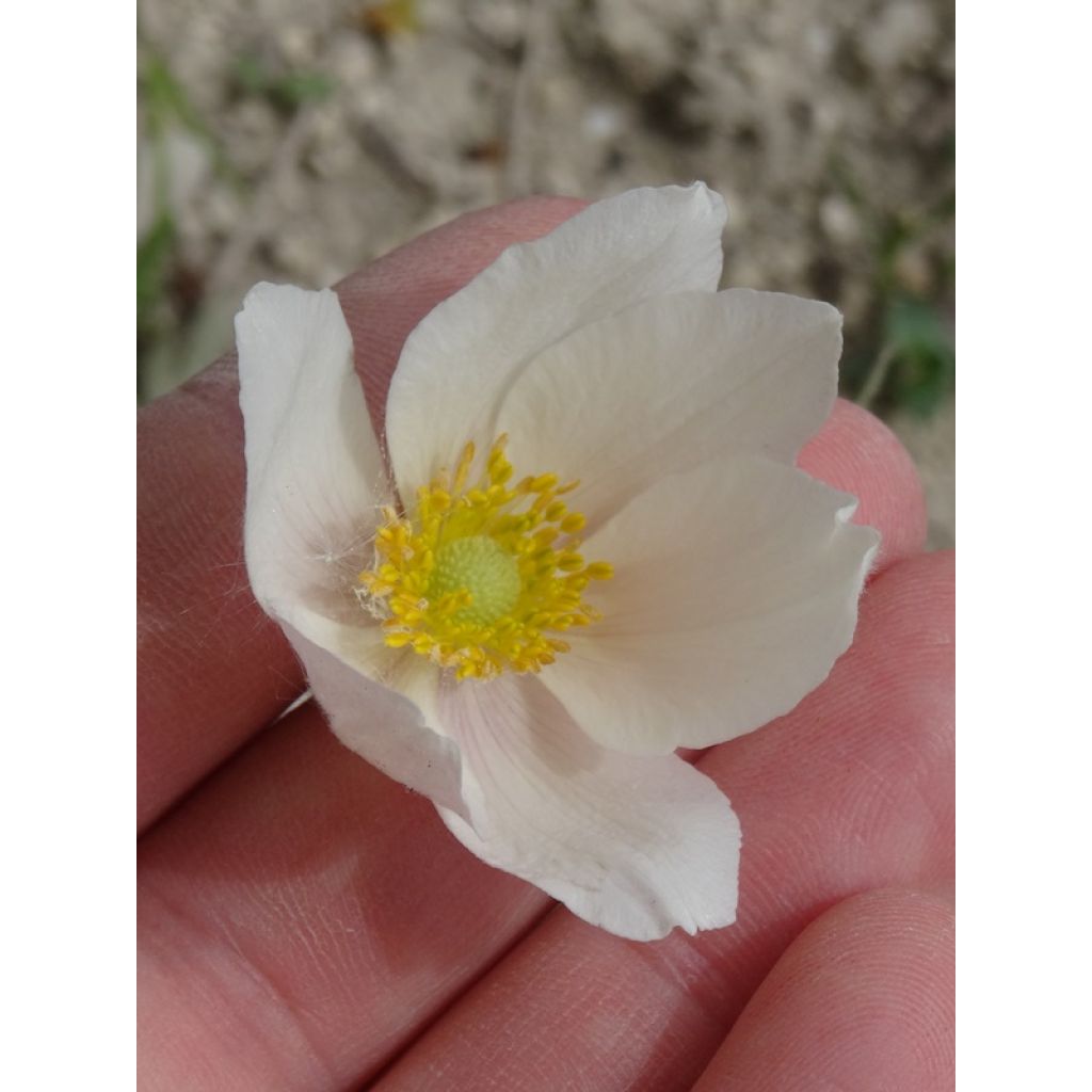 Anemone sylvestris