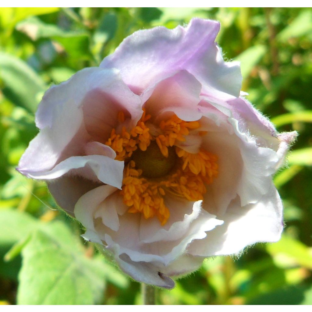 Anemone Dreaming Swan - Japanese Anemone