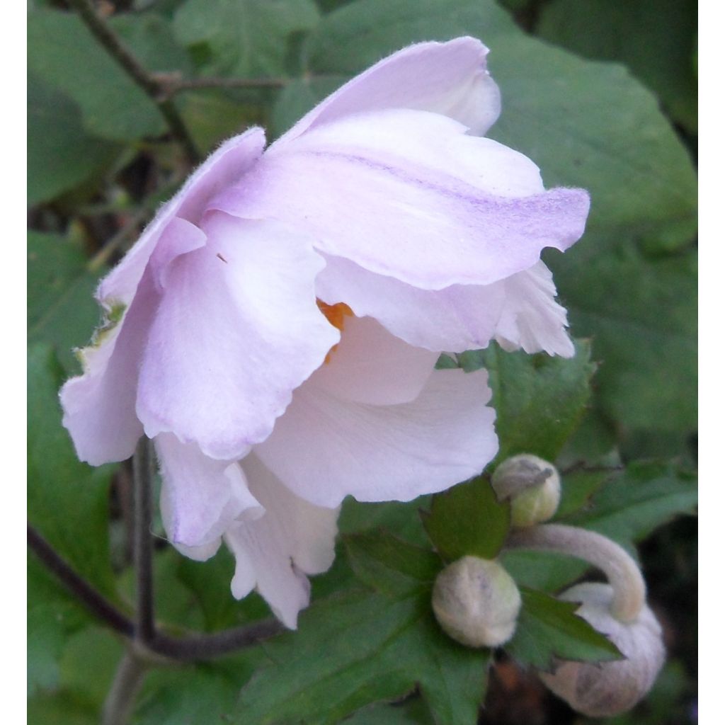Anemone Dreaming Swan - Japanese Anemone